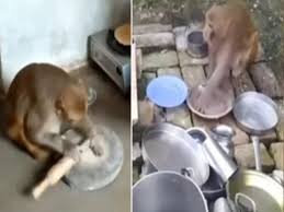 monkey washing dishes
